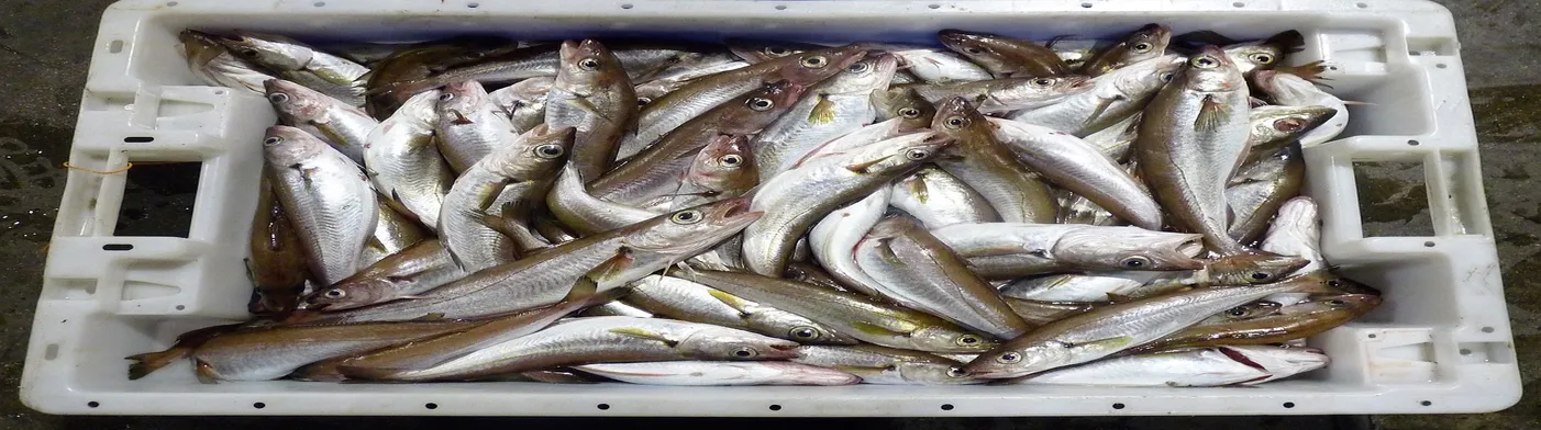 법무법인 서앤율